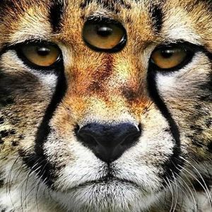 Meet your Posher, Thomas